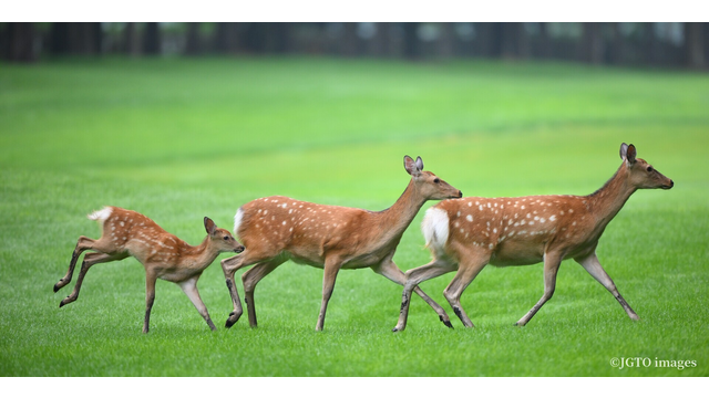 野生のシカもお出迎え。どれだけバーディ取れるんだの舞台は