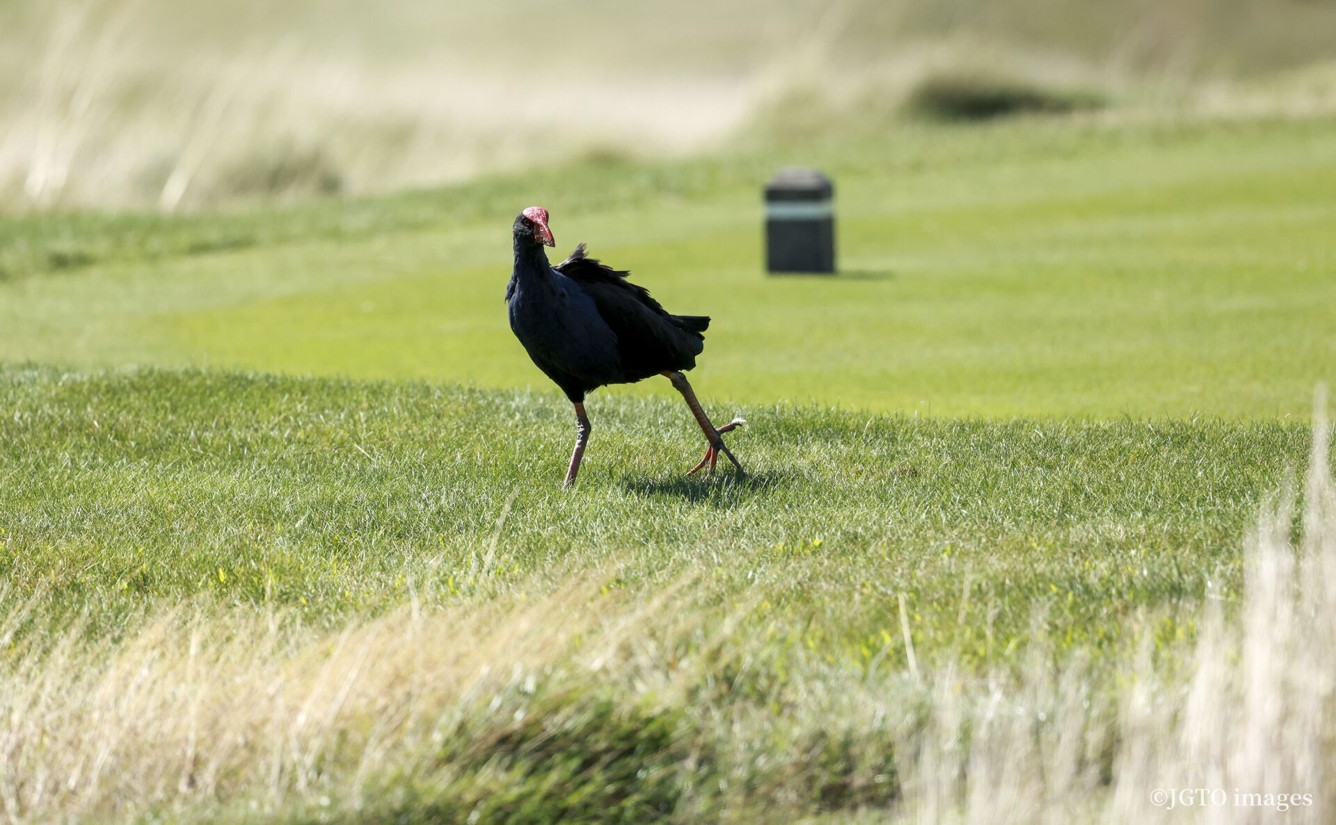 スコア速報中です⛳ゴルフネットワークで生中継します（11時30分開始予定）