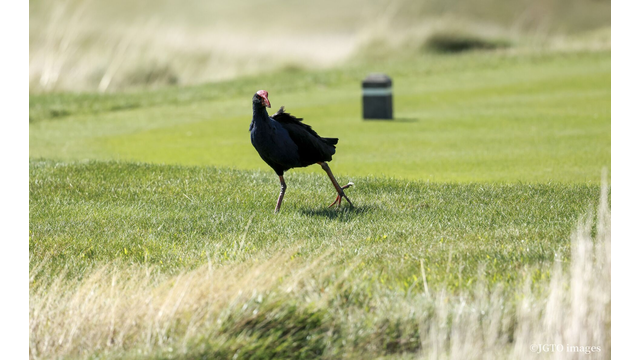 スコア速報中です⛳ゴルフネットワークで生中継します(11時30分開始予定)